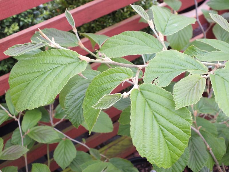 Hamamelis x intermedia 'Feuerzauber 10 Litre'-4148