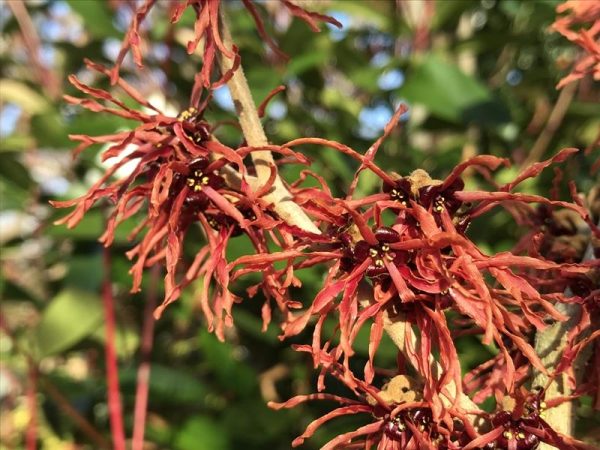 Hamamelis x intermedia 'Feuerzauber 10 Litre'-0