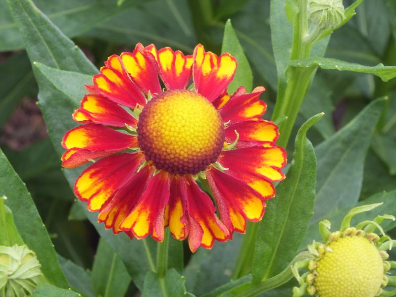 Helenium 'Can Can'-0