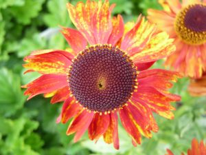 Helenium 'Moerheim Beauty'-0