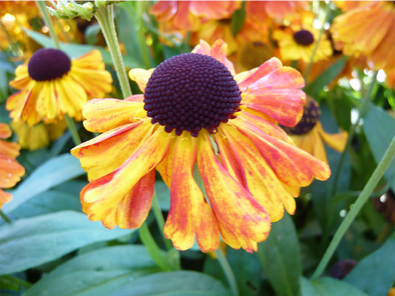 Helenium 'Sahin’s Early Flowerer'-0