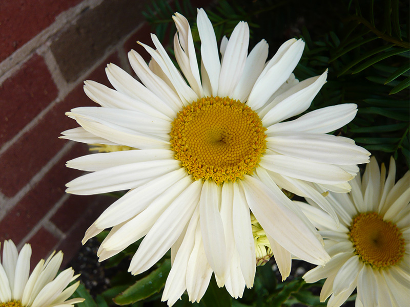 Leucanthemum x superbum 'Banana Cream'-0