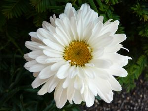 Leucanthemum x superbum 'Victorian Secret'-0