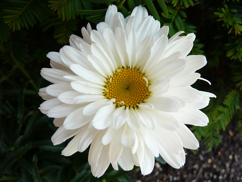 Leucanthemum x superbum 'Victorian Secret'-0