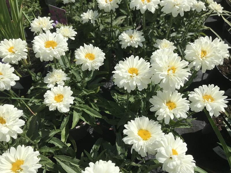 Leucanthemum x superbum 'Victorian Secret'-18435