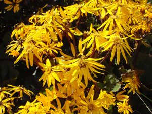 Ligularia dentata 'Desdemona' -0