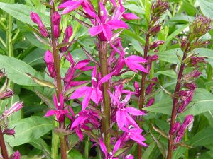 Lobelia speciosa 'Tania'-0