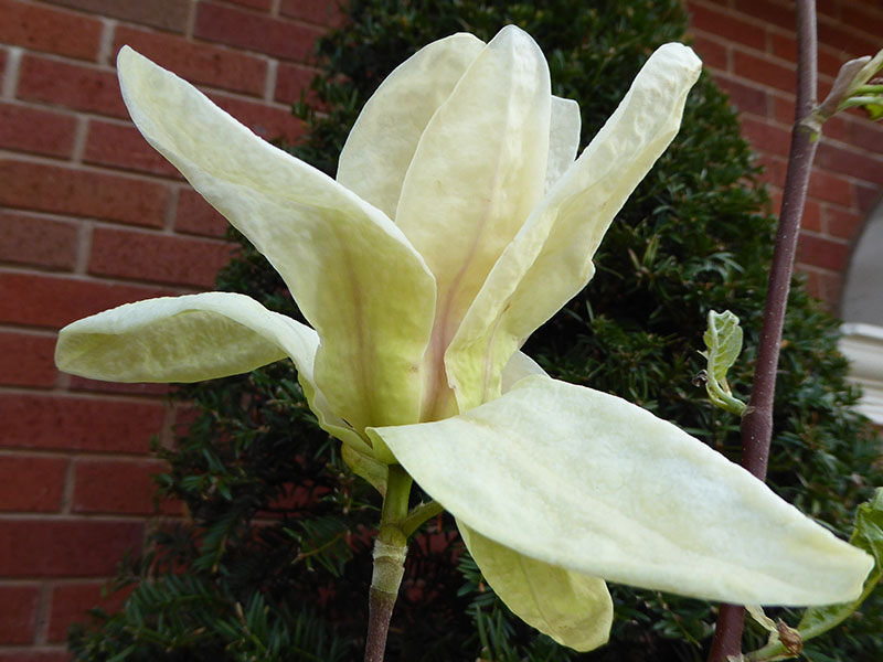 Magnolia 'Banana Split'-0