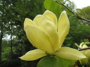 Magnolia 'Lois'-0