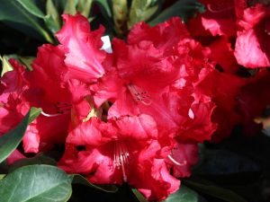 Rhododendron 'Markeeta's Prize'-0