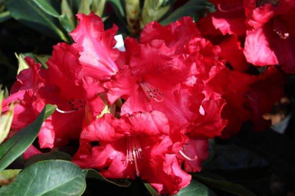 Rhododendron 'Markeeta's Prize'-0