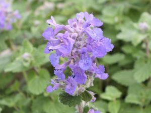 Nepeta racemosa 'Little Titch'-0