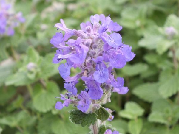 Nepeta racemosa 'Little Titch'-0
