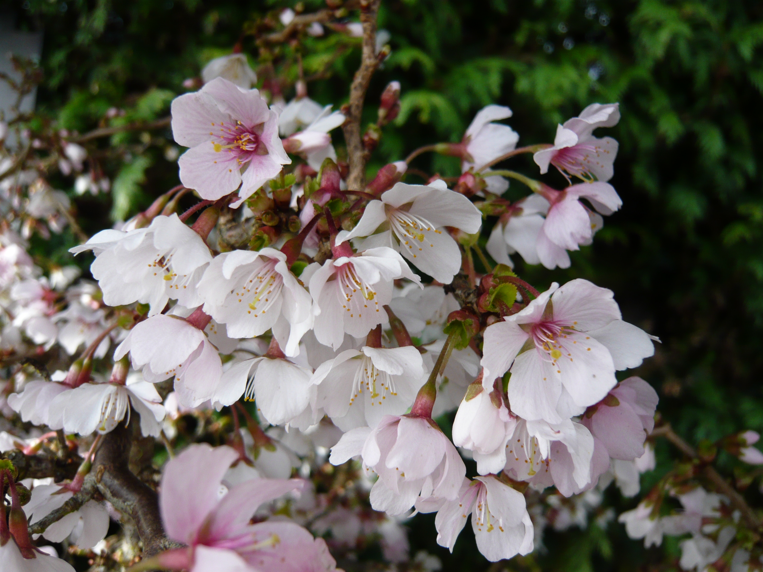 Prunus incisa 'Kojo-no-mai'-0