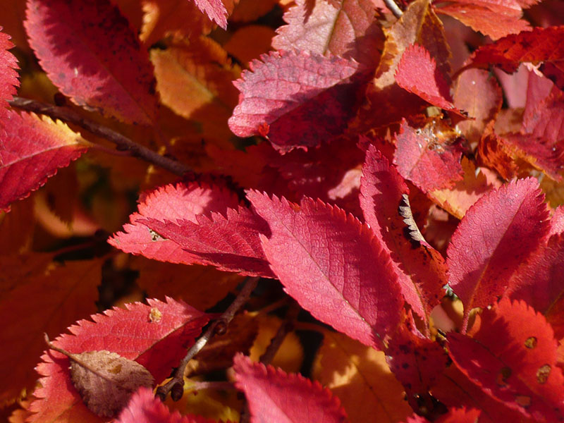 Prunus incisa 'Kojo-no-mai'-11289
