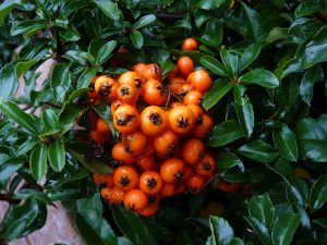 Pyracantha 'Teton'-0