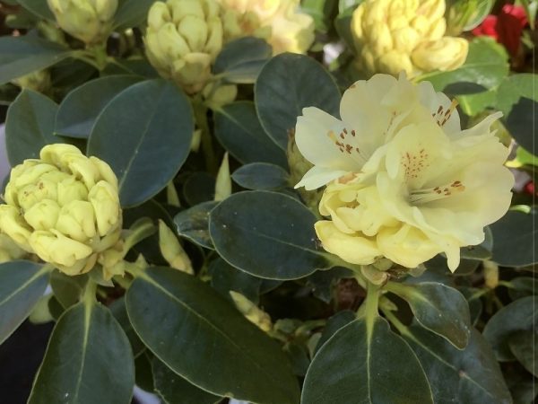 Rhododendron 'Goldkrone'-0