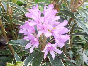 Rhododendron ponticum 'Variegatum'-0