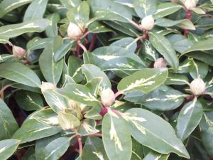 Rhododendron 'Goldflimmer'-0