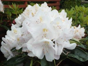 Rhododendron 'Gomer Waterer'-0