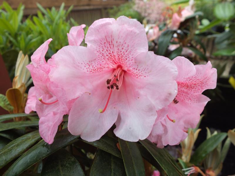 Rhododendron 'Hansel'-0