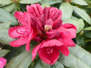 Rhododendron 'Lord Roberts'-0
