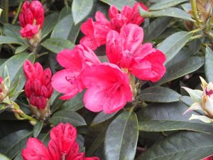 Rhododendron 'Mayor Johnson'-0