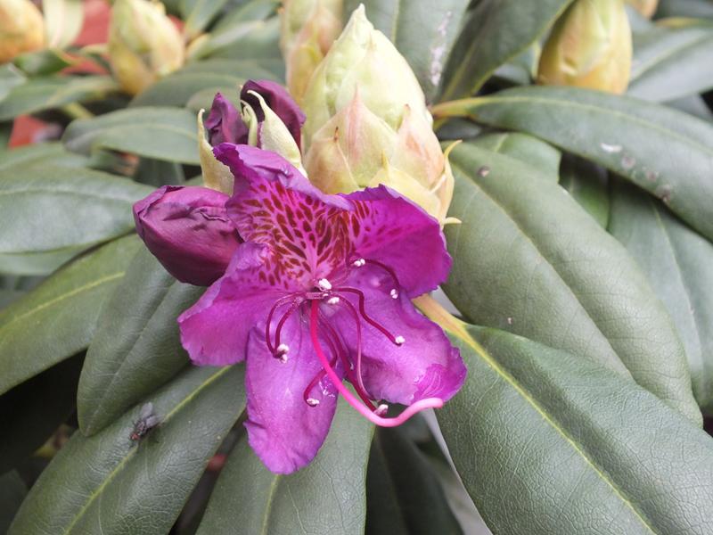 Rhododendron 'Marcel Ménard'-4707