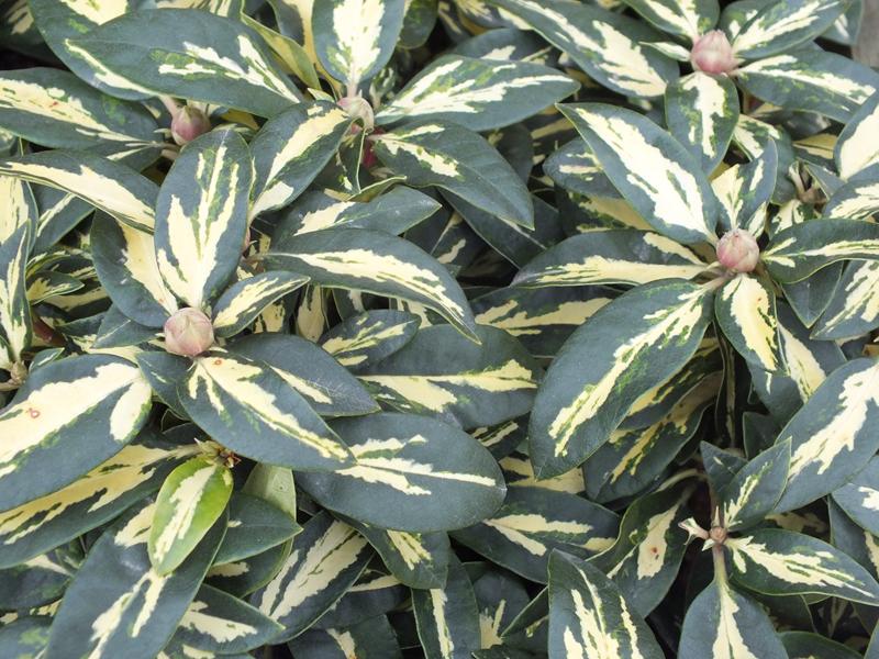 Rhododendron 'Molten Gold'-0