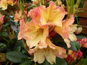 Rhododendron 'Nancy Evans'-0