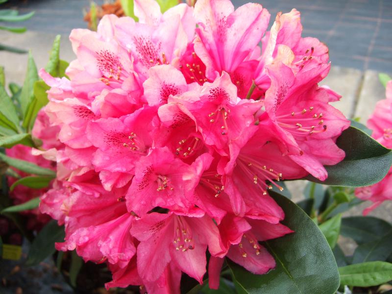 Rhododendron 'Nova Zembla'-4709