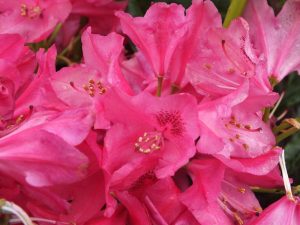 Rhododendron 'Nova Zembla'-0