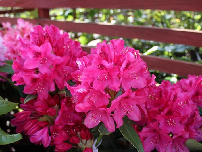 Rhododendron 'Nova Zembla'-26588