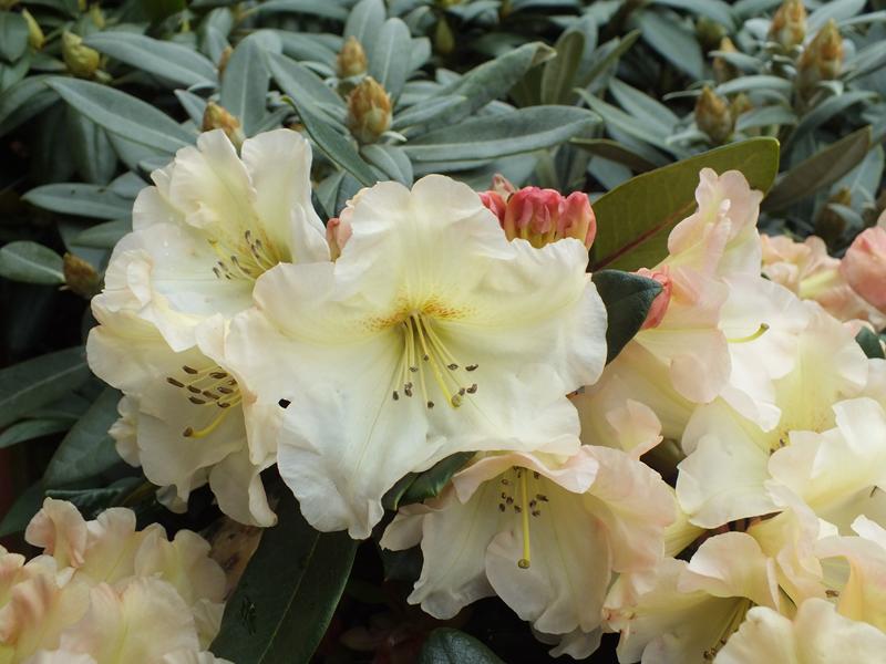 Rhododendron 'Odee Wright'-3984