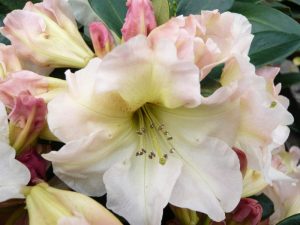 Rhododendron 'Odee Wright'-0