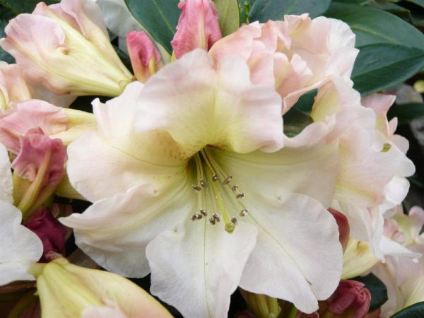 Rhododendron 'Odee Wright'-0