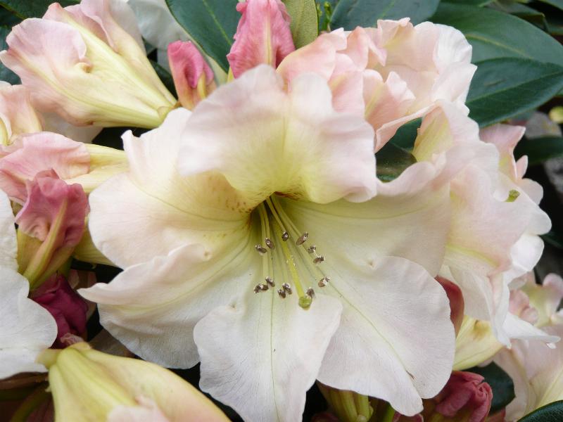 Rhododendron 'Odee Wright'-0