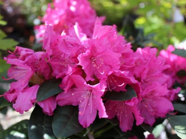 Rhododendron 'Rocket'-0