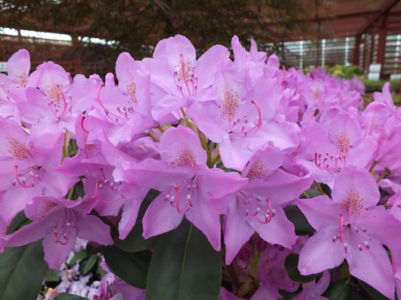 Rhododendron 'Roseum Elegans'-4714