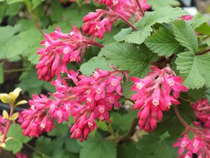 Ribes sanguineum 'King Edward VII'-0