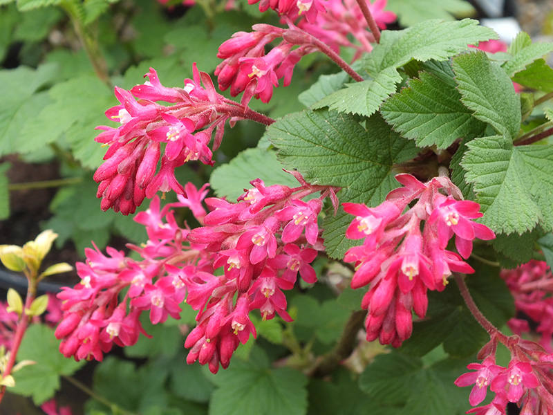 Ribes sanguineum 'King Edward VII'-0