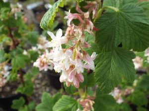 Ribes sanguineum 'Elkington's White'-0
