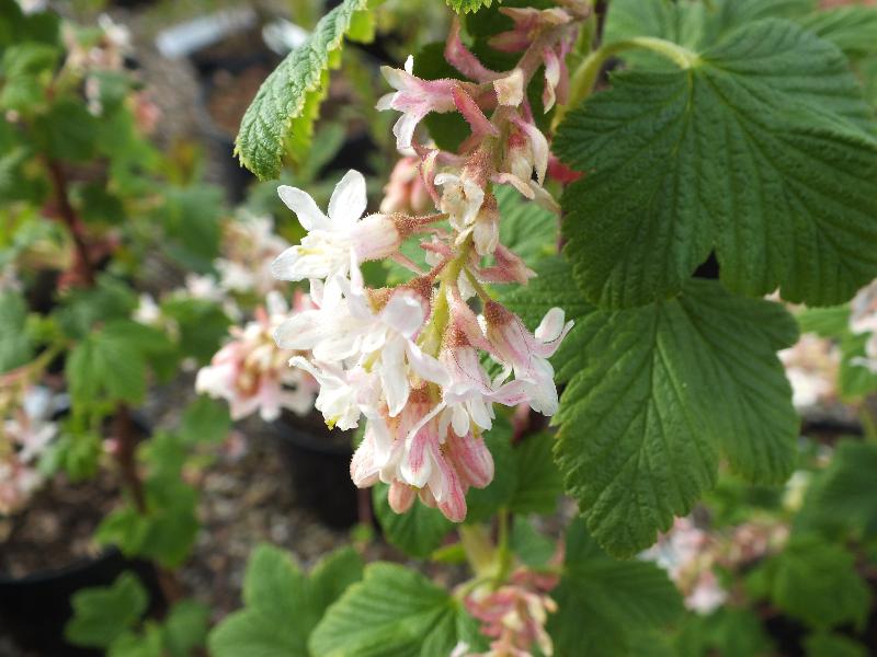 Ribes sanguineum 'Elkington's White'-0
