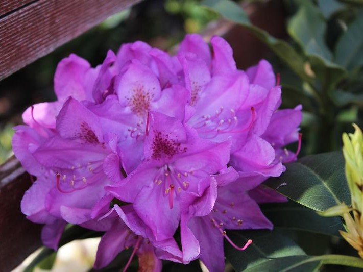 Rhododendron 'Roseum Elegans'-0