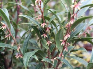 Sarcococca hookeriana var. dignya-0
