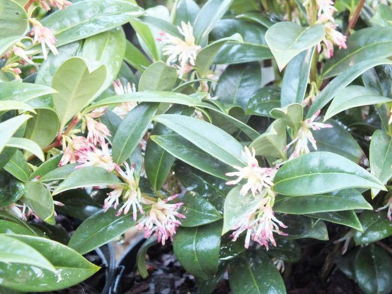 Sarcococca hookeriana var. humilis-0