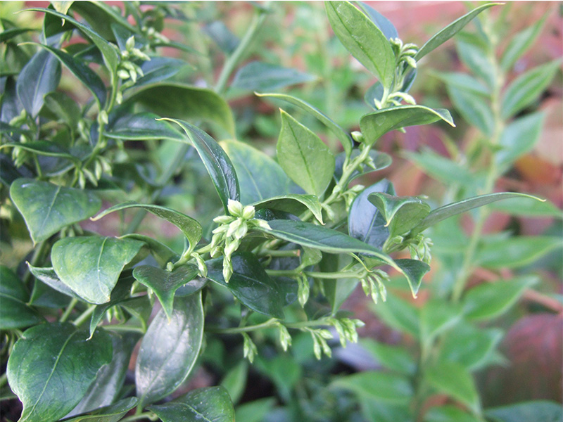 Sarcococca orientalis-0