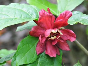 Calycanthus x raulstonii 'Hartlage Wine'-0