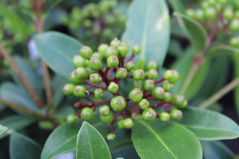 Skimmia japonica 'Tansley Gem'-9197