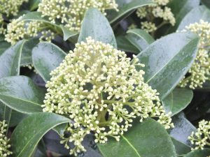Skimmia japonica 'Fragrant Cloud'-0